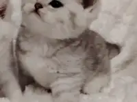 Шотландские котята., фотография 5