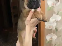 Французский бульдог, фотография 4