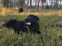 Щенки ньюфаундленда, фотография 6