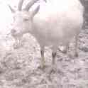 козы, фотография 2