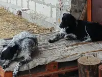 Собаки-девочки ищут дом, фотография 7