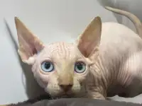 Котята канадского сфинкса, фотография 8