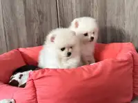 Померанские шпицы девочки мальчики, фотография 3