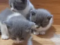 Отдам котят в хорошие руки, фотография 7