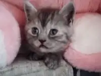 Шотландские котята, фотография 10