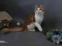 Мейн-кун  мальчик, фотография 7