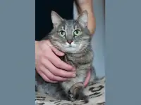 Очаровательный кот Василий в дар, фотография 2