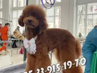 Той пудель. Мальчики и девочки., фотография 8