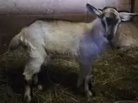 Англонубийкие козлики, фотография 4