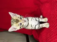 Бенгальские котята, фотография 11
