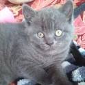 британские короткошерстные котята, фотография 1