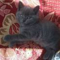 британские короткошерстные котята, фотография 2