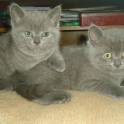 британские короткошерстные котята, фотография 3