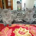 британские короткошерстные котята, фотография 4