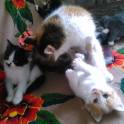 Котята в дар, фотография 3