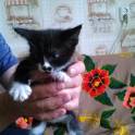 Котята в дар, фотография 4
