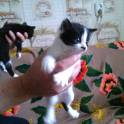 Котята в дар, фотография 5