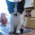 Котята в дар, фотография 6