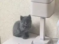 Четверых очаровательных 2- х месячных котят: Жужу,Мурку,Василису и Яшу отдадим в хорошие руки ответственным людям., фотография 5