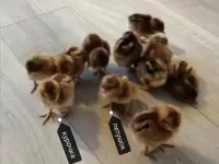 инкубационное яйцо кур Билефельдер, фотография 2
