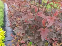 ТУИ, Хвойники, Рассада цветов оптом от производителя., фотография 6