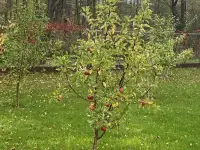 Продаю участок с домом, фотография 6