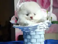 Померанский шпиц, щенки. Мини мишки, фотография 5