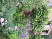 сдам весь этаж , 2 комнаты на даче в хорошем месте, станция электрички Зелёное