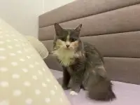 Трёхцветная кошечка Эльза ищет дом и любящую семью!, фотография 10