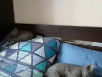 Отдам двух котят мальчика и девочку.