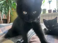 Котята, мальчики, фотография 4