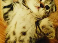 Шотландские котята, фотография 3