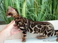 Бенгальские клубные котята, фотография 3