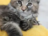 7 Котенок