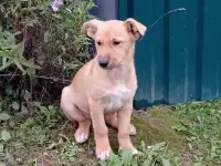 Красивые щенки в дар