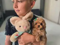 Элитные микро и мини мальтипу и той пудель Тэдди, фотография 2