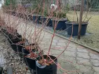 Саженцы голубики Брест, фотография 2
