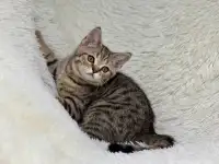 Шотландская прямоухая кошка, котенок страйт, окрас SFS 71 n24, фотография 3