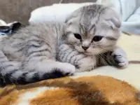 Шотландский котята, фотография 2