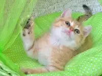 ЗОЛОТАЯ ШИНШИЛЛА шотландские котята, фотография 6