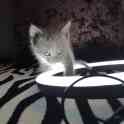 Русские голубые котята, фотография 2