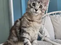 Котенок мейн кун из питомника