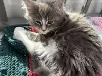 Котята, фотография 3