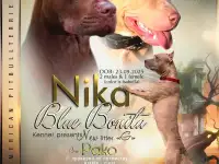 Питомник Nika Blue Bonita