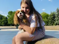 Жених Кавалер Кинг Чарльз Спаниель. Вязка, фотография 4