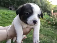 Щенки маленькой дворняжки