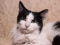 Интеллигентный котик Бельчонок в дар