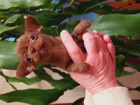 Девочки мини чихуахуа