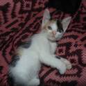 Очаровательные котята, фотография 2