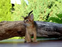 Абиссинские котята, фотография 6